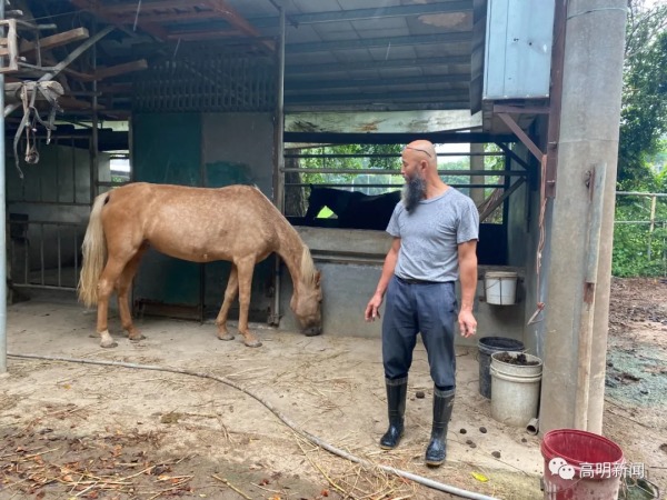 “馬”上賺錢！高明村民養馬走上致富路