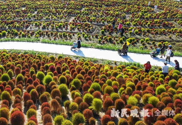 醉美秋色 地膚炫彩