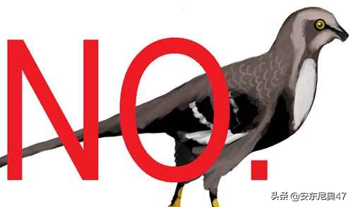 出現在中國的原始鳥類