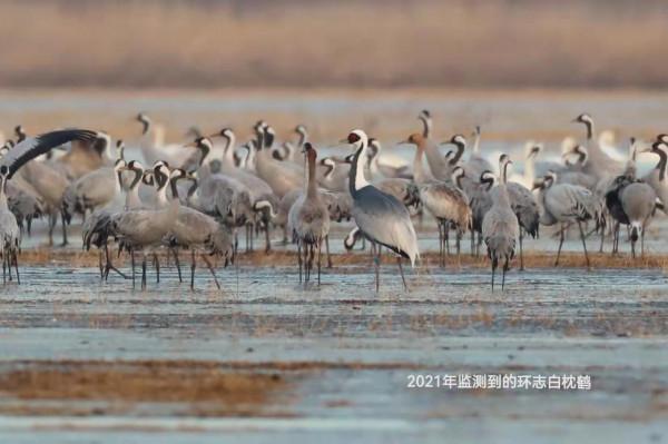 一隻蒙古國環志的白枕鶴飛臨官廳水庫，它的遷徙路上將留下北京座標
