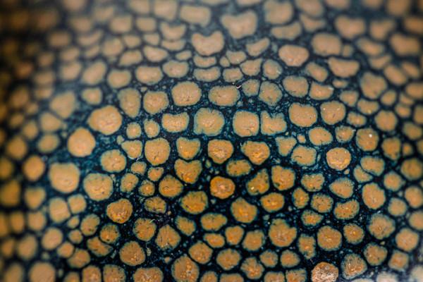 失傳數百年的宋代鷓鴣斑，竟被76歲老人復燒成功，釉水封藏22年