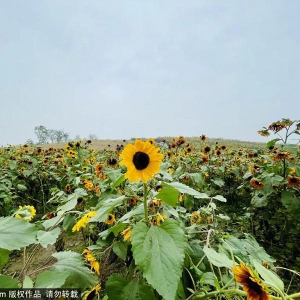 金秋去哪看向日葵花海?這三處強推!有的還能露營~ 金秋去哪看向日葵花海?這三處強推!有的還能露營~