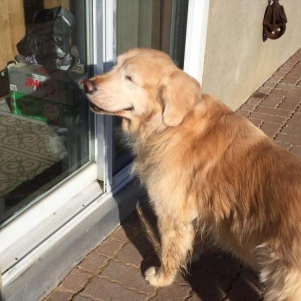 13歲金毛狗相中鄰居奶奶,天天早上準時串門,只為出門遛彎有個伴 13歲金毛狗相中鄰居奶奶,天天早上準時串門,只為出門遛彎有個伴