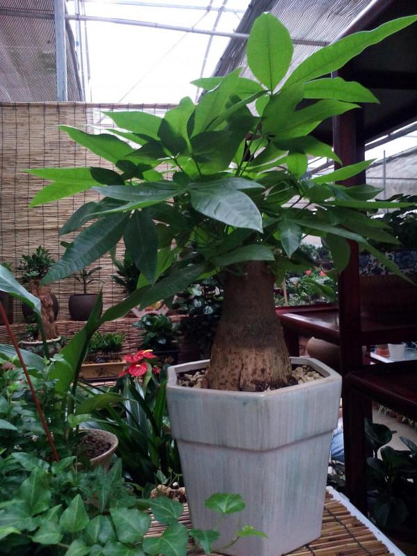 7種“轉運花”，家裡養一盆，漂亮又吉利，還有好運氣