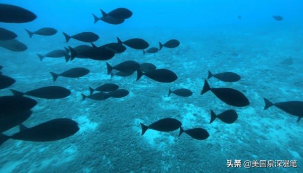 乘風破浪觀賞巨鯨 海底探險博覽魚群