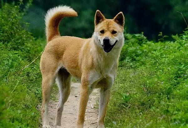 盤點熱門犬種：什麼狗狗更適合你呢？