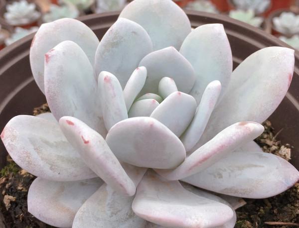 適合新手養的“6種多肉”，耐熱又不怕冷，養成老樁，又美又霸氣