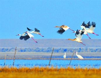 新疆兩種鳥，太美啦，還送子