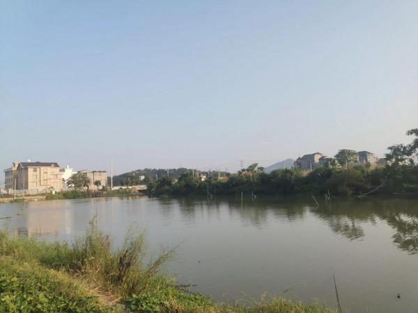 野塘釣鰱,中秋有樂 野塘釣鰱,中秋有樂