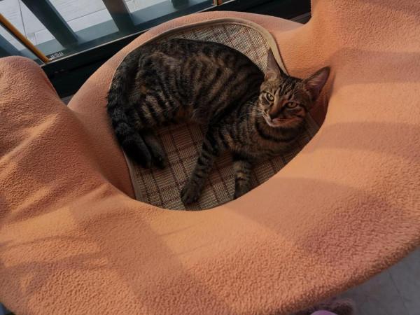 可愛的流浪貓 可愛的流浪貓