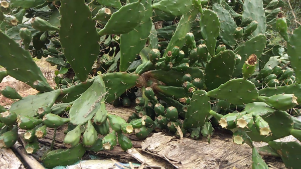 能吃的仙人掌你見過嗎？煮水喝能行氣活血，不僅僅是觀賞