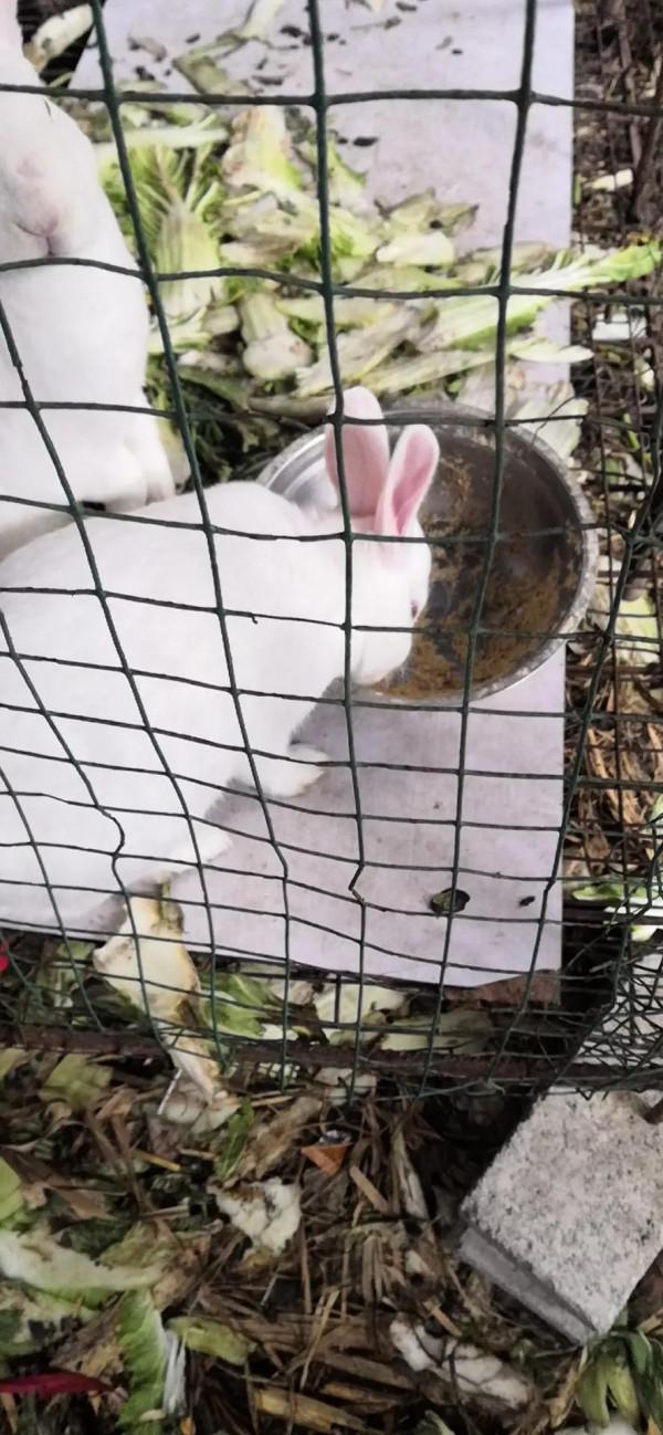 這隻兔子真可愛，看到我過來了趕緊裝死