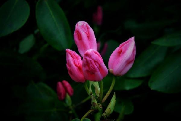 杜鵑花綻放，等你邀約