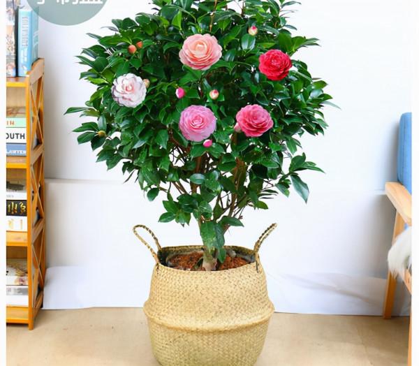 喜歡養花的朋友,不如養一顆比香水還香的茶花——香妃 喜歡養花的朋友,不如養一顆比香水還香的茶花——香妃