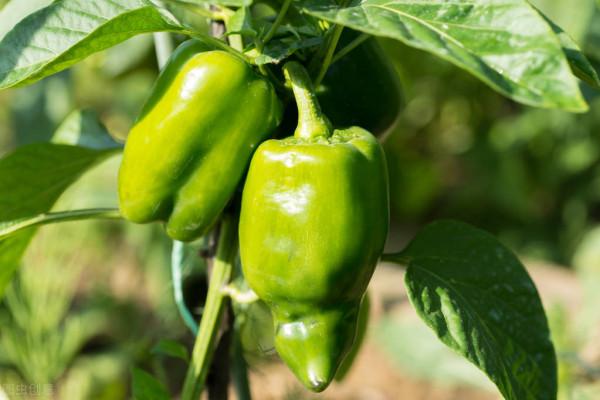 常吃青椒有什麼好處？營養師告訴你答案
