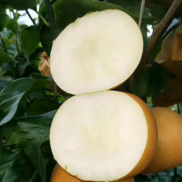 秋月梨樹苗怎麼種植比較好,哪裡有秋月梨樹苗多少錢一顆? 秋月梨樹苗怎麼種植比較好,哪裡有秋月梨樹苗多少錢一顆?