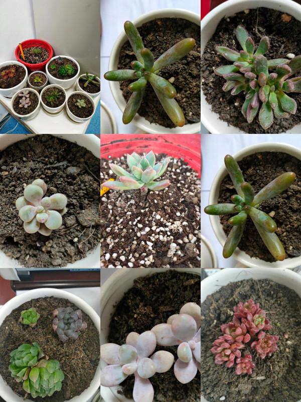 記錄入坑多肉第一個月