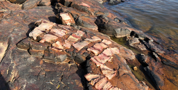 我知道食人魚沒那麼可怕，但不知道它們居然能慫到這個地步