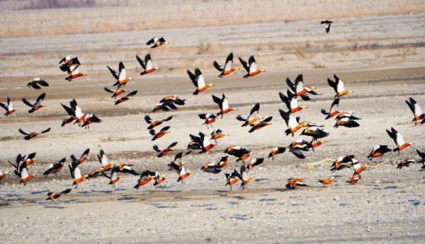 新疆溫宿庫瑪力克河畔鳥翩遷 新疆溫宿庫瑪力克河畔鳥翩遷