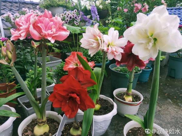 “外甥正月不剃頭”，8種花正月不能剪，還要再忍1個月