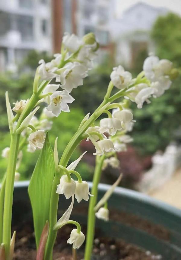 衛生間放3種花，喜溼耐陰，清新優雅，有香氣除異味