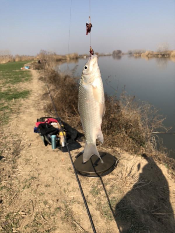 冰封天凍又何妨，漁者之樂有鯽相伴