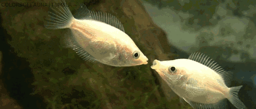魚類來到地球5億年，為啥還會&OpenCurlyDoubleQuote;傻傻&rdquo;咬鉤？全怪釣魚人太聰明？