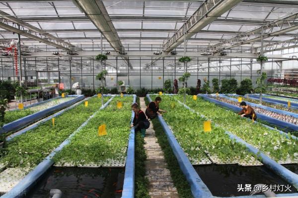 魚菜共生?別被表象迷惑!虛假的繁榮背後,還隱藏著這些“坑” 魚菜共生?別被表象迷惑!虛假的繁榮背後,還隱藏著這些“坑”