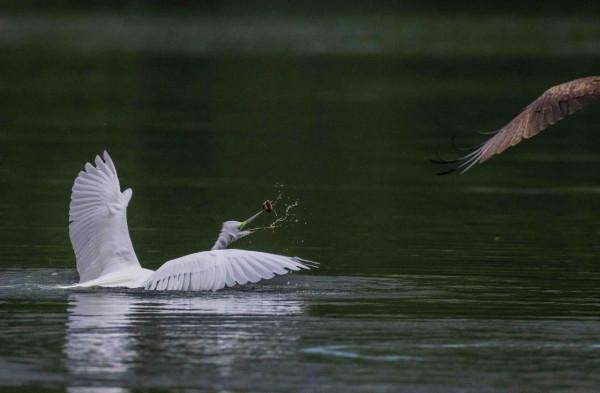 隼與大白鷺的故事