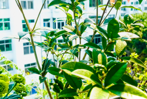 養桂花,室內盆栽12月牢記4點,花開滿枝,滿屋飄香 養桂花,室內盆栽12月牢記4點,花開滿枝,滿屋飄香