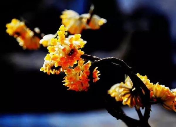 美麗的 結香花 美麗的 結香花