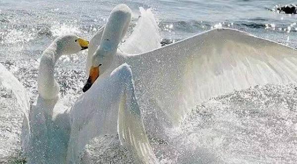 達裡湖觀鳥季 | 天鵝在等你