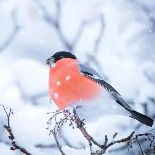 雪中的鳥兒，好漂亮