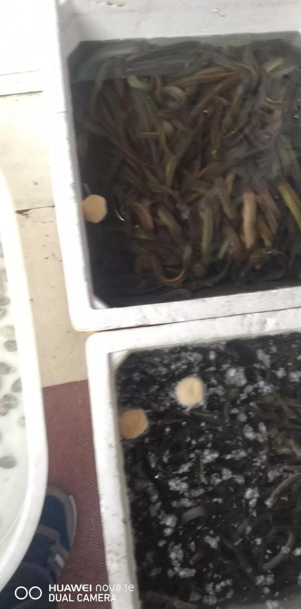 談雜感貳佰叄拾柒