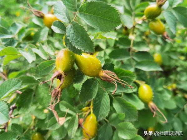 漢EV自駕新疆伊犁,特克斯的大易碑廊你來過沒有,詮釋易經的地方 漢EV自駕新疆伊犁,特克斯的大易碑廊你來過沒有,詮釋易經的地方