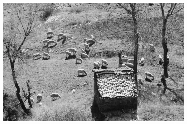 孩子放羊,最怕的是什麼?————《木根根》連載18 孩子放羊,最怕的是什麼?————《木根根》連載18