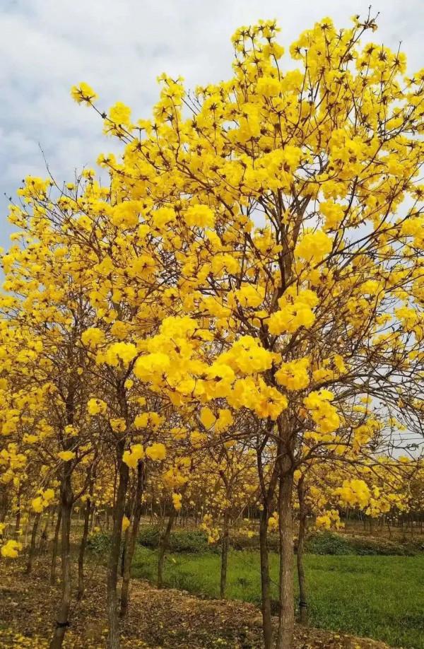 實用分享丨30款大型開花樹種介紹,白似雪、黃似陽、紅似霞,美翻 實用分享丨30款大型開花樹種介紹,白似雪、黃似陽、紅似霞,美翻