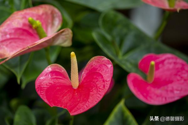 2022新春遊園&mdash;&mdash;植物園賞花