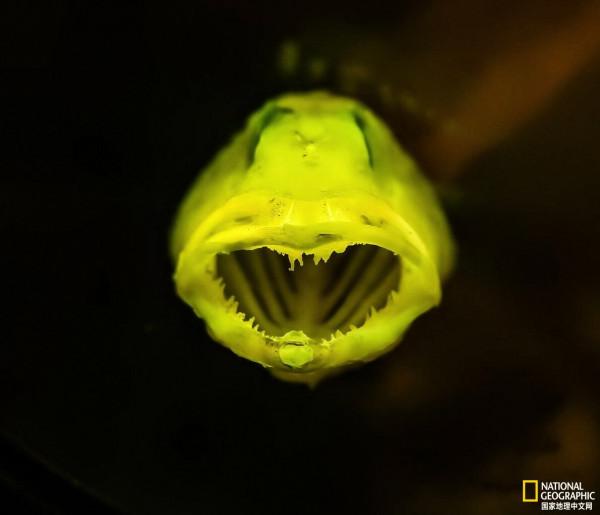 這種暴脾氣的魚,居然一生氣就長牙 這種暴脾氣的魚,居然一生氣就長牙