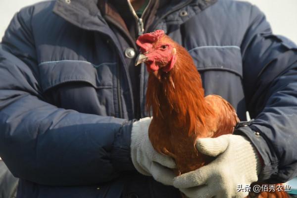 有公司找農民養雞,提供裝置包回收,還給予補貼,是餡餅還是陷阱 有公司找農民養雞,提供裝置包回收,還給予補貼,是餡餅還是陷阱