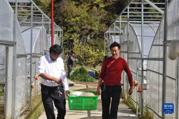 雅礱江畔蔬菜正綠 雅礱江畔蔬菜正綠