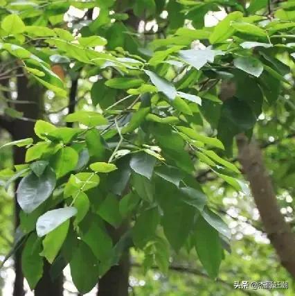 為什麼石油可以種出來