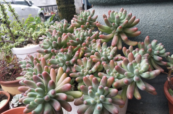 冬天想要養好多肉，需多仔細這4個基礎要點