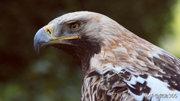 罕見!神秘猛禽首次現身湖南華容,專家親自鑑定,網友:大有來頭 罕見!神秘猛禽首次現身湖南華容,專家親自鑑定,網友:大有來頭