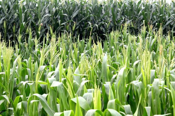 農村的一些怪現象 農村的一些怪現象