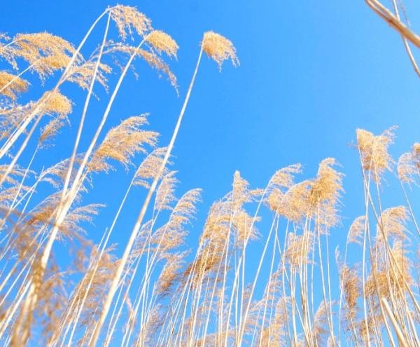 表面上看沒那麼機靈，卻處處彰顯智慧的星座，有大謀略，善於佈局