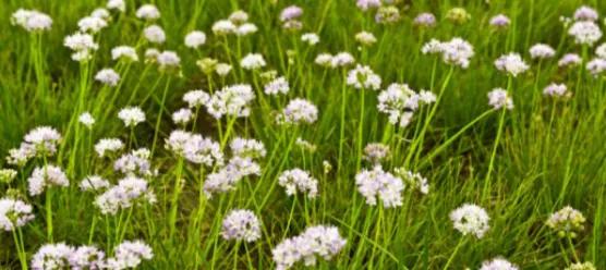 蔬菜發生病蟲害別打農藥，這3種土方法比用藥效果好