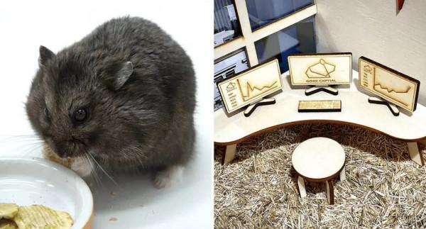 加密貨幣投資倉鼠Mr.Goxx去世 一生的投資回報率25%