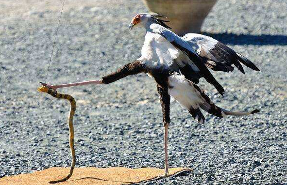 兩種不像猛禽的猛禽，一種雍容華貴，一種小巧玲瓏