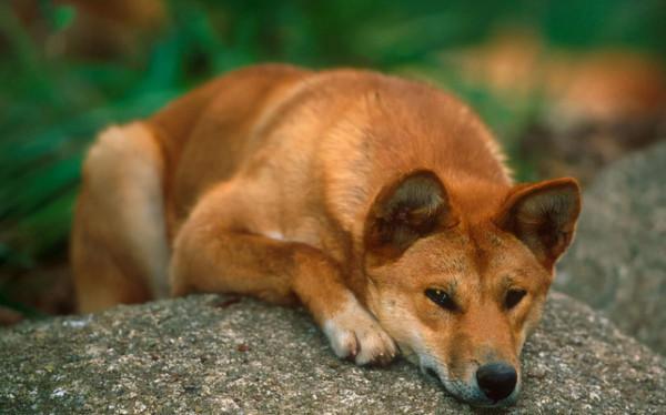 澳洲野犬：一種長得像大黃的“野狗”